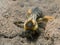 Female pantaloon bee, Dasypoda hirtipes digging in sand