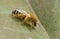 Female pantaloon bee, Dasypoda hirtipes on leaf