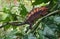 Female panther chameleon Furcifer pardalis in the rainforest of Madagascar