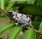 Female panther chameleon, during moulting process