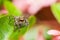 Female Pantropical jumping spider (Plexippus paykulli) in colorful scene