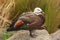 A female paradise shelduck, New Zealand