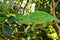 Female Parson`s Chameleon