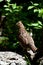 Female partridge