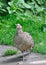 Female partridge