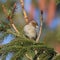 Female Passer domesticus