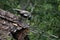 Female Peacock in Bonacaud forest is remotly located in western ghats