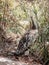 Female peacock with chicks hiding in the sunny day in the bushes