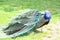 a female peacock with a deep blue neck