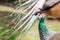 Female peacock with majestic turquoise neck feathers