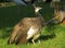 Female peacock (peahen)