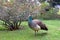 Female peacock posing in front of Chaenomeles Speciosa tree