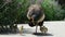 Female peacock walking around with her babies