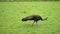 Female peacock walking on the grass