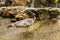 A female  peacock walks on an artificial pond in Gan Guru kangaroo park in Kibutz Nir David in the north of Israel