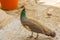 Female peacock walks with a chick on the patio