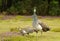 Female peahen with peachick at her side. Cornwall, england