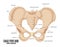 Female Pelvis Bone anatomy