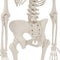 Female Pelvis Skeleton on white. 3D illustration