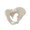 Female Pelvis Skeleton on white. 3D illustration