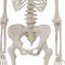 Female Pelvis Skeleton on white. 3D illustration