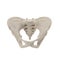 Female Pelvis Skeleton on white. Front view. 3D illustration