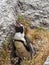 Female penguin on nest at Boulders Beach.