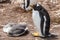 The female penguin with two chicks