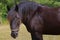 Female Percheron Horse