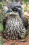 Female Peruvian Thick-knee, Burhinus superciliaris, has fluffy feathers, sitting on eggs