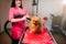Female pet groomer dry dog fur with a hair dryer