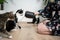 female pet owner kneeling on the floor holding treat jar in front of hungry cats