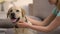 Female pet owner stroking lovely labrador retriever dog best friend, animal care