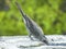 Female Phainopepla Bird Drinking Water