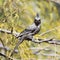 A Female Phainopepla Eating a Flying Insect