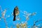 Female Phainopepla poses against a beautiful blue sky