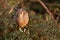 Female pheasant