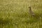 Female pheasant