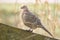 Female Pheasant hen Phasianus colchicus posing in early morning sunlight