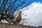 Female Pheasant perched on wooden fence