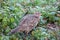 Female Pheasant among wet vegetation near Weir Wood reservoir