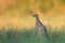 Female pheasant - young