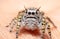 Female Phidippus mystaceus jumping spider sitting on a finger