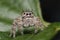 Female Phidippus putnami Jumping Spider