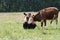 Female photographer pats calf cows