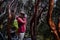 A female photographer taking a picture in a paper tree forest endemic to the mid- and high-elevation regions of the tropical Andes