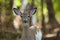 Female Piebald Whitetailed Deer