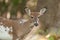 Female Piebald Whitetailed Deer