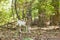 Female Piebald Whitetailed Deer