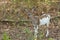 Female Piebald Whitetailed Deer